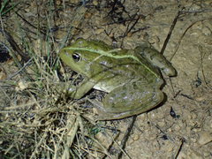 Pelophylax grafi