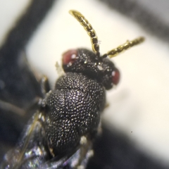 Eurytoma obtusiventris