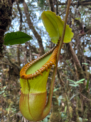 Nepenthes macrophylla