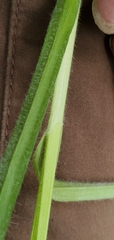 Carex sartwelliana