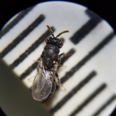 Eurytoma obtusiventris