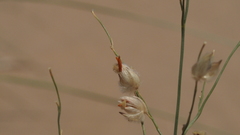 Panicum urvilleanum