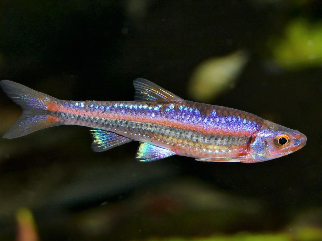 Rainbow Shiner (Fishes of Tennessee (work in progress)) · iNaturalist