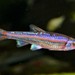 Rainbow Shiner - Photo (c) Werner Pehlke, some rights reserved (CC BY-NC-ND)