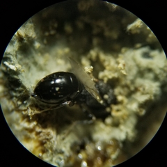 Eurytoma obtusiventris