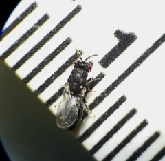 Eurytoma obtusiventris