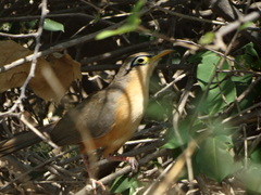 Morococcyx erythropygus