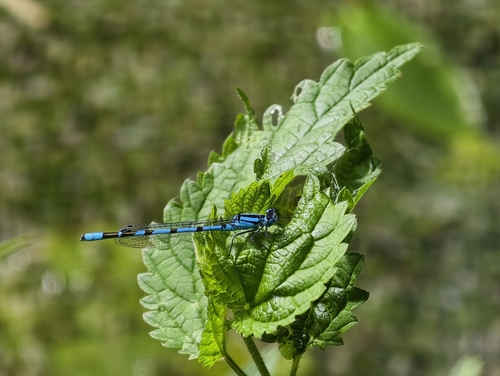 Common Blue Damselfly