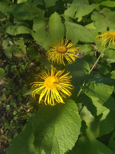 Yellow Oxeye