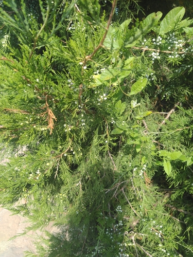 savin juniper
