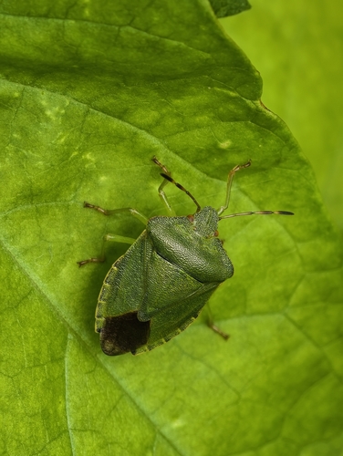 Green Shield Bug