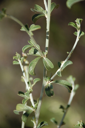Image of Psoralea arborescens by (c) Charles Stirton, some rights reserved (CC BY-SA)
