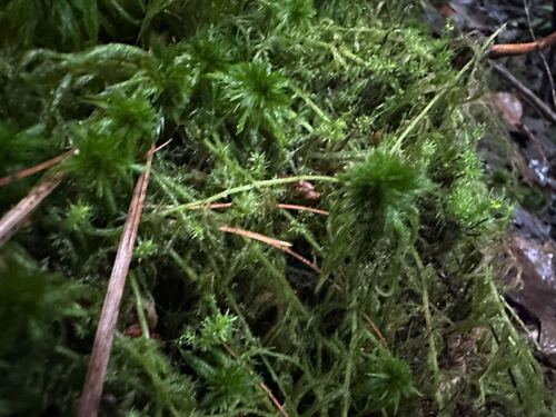Sphagnum torreyanum, 2026-08-21