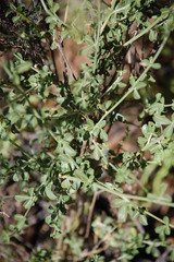 Psoralea arborescens
