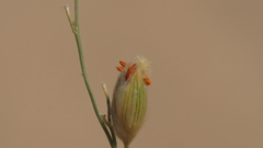 Panicum urvilleanum