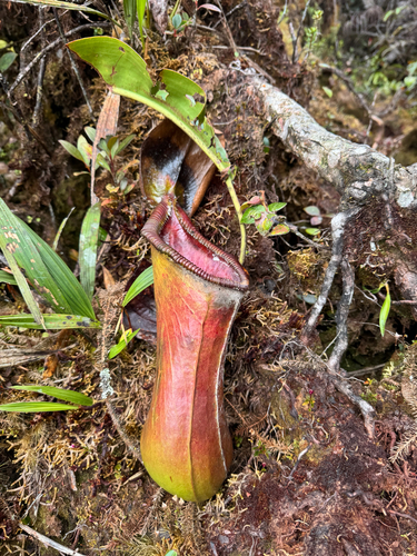 Nepenthes × trusmadiensis