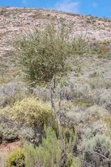 Psoralea arborescens