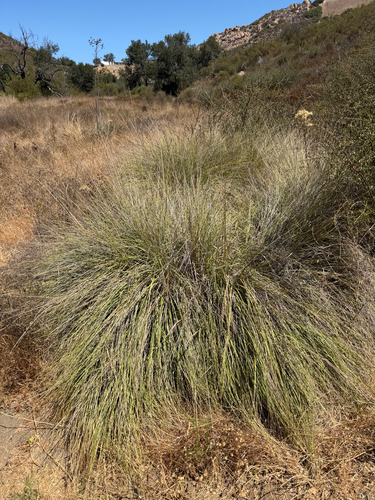Muhlenbergia rigens, photograph 6
