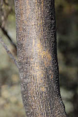 Psoralea arborescens