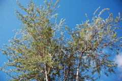 Psoralea arborescens