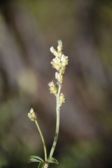 Psoralea arborescens