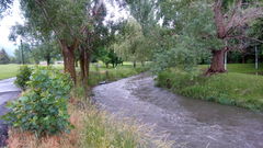 Populus × canadensis