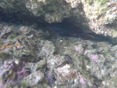 Cephalopholis colonus