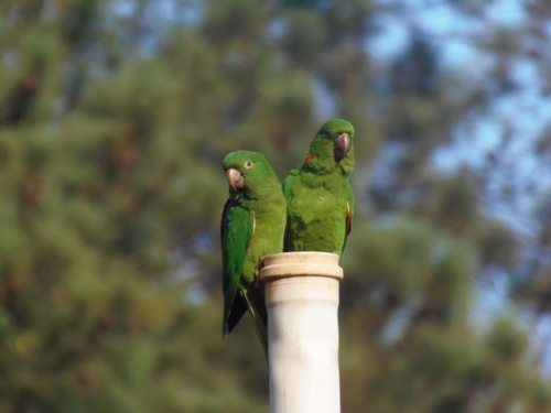White-eyed Parakeet