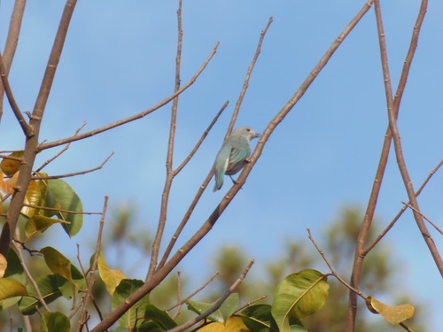 Sayaca Tanager