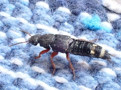 Platydracus fulvipes