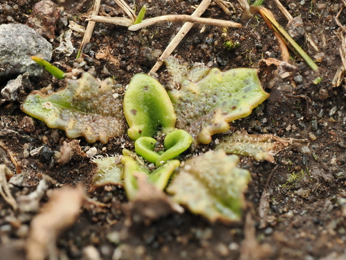 Plantago triandra, photograph 6