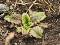 Plantago triandra, photograph (c) Emily Roberts, some rights reserved (CC BY)