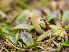(c) Emily Roberts, some rights reserved (CC BY) Plantago triandra, photograph (c) Emily Roberts, some rights reserved (CC BY)