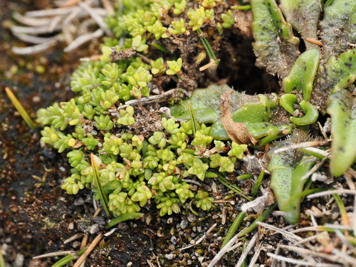 Plantago triandra, photograph 4