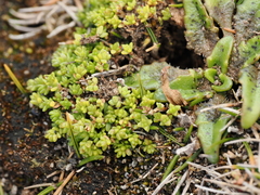 (c) Emily Roberts, some rights reserved (CC BY) Plantago triandra, photograph (c) Emily Roberts, some rights reserved (CC BY)