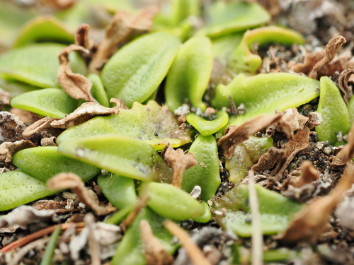 Plantago triandra, photograph 3