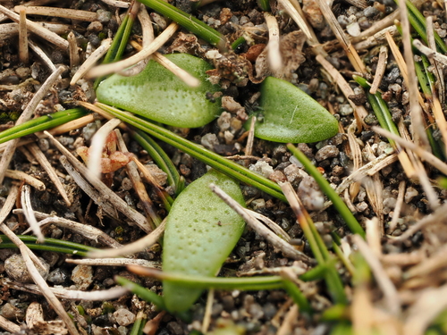 Plantago triandra, photograph 2