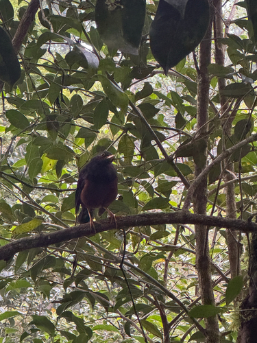 Sundaic island-thrush