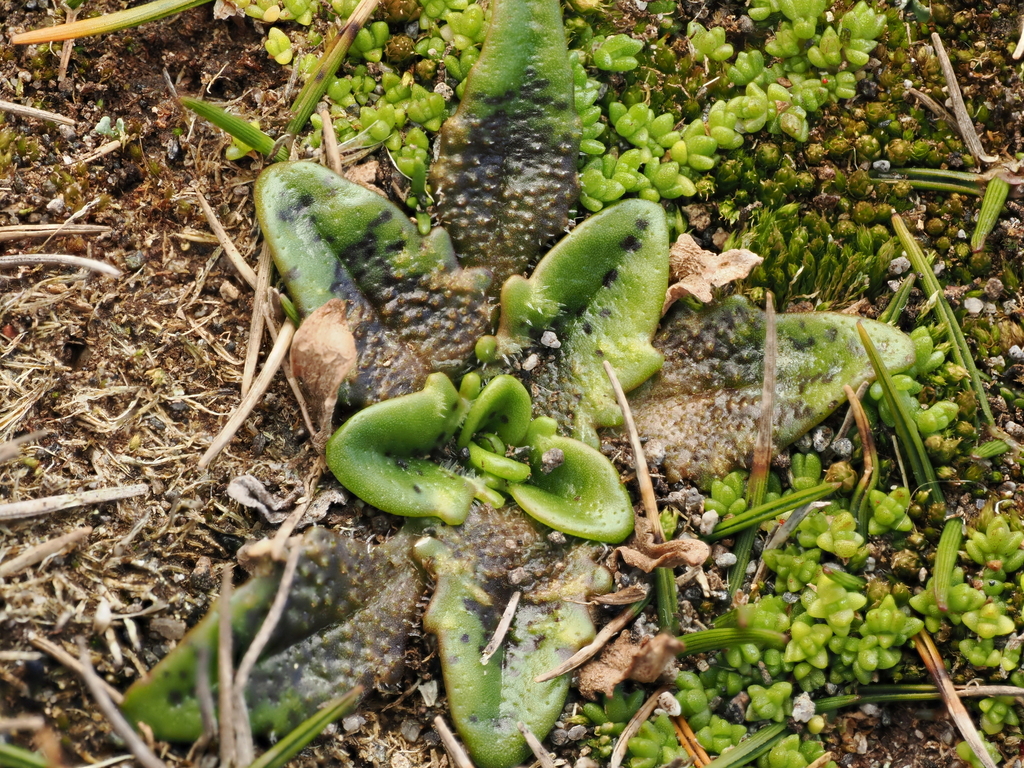 Plantago triandra; photograph (c) Emily Roberts, some rights reserved (CC BY)