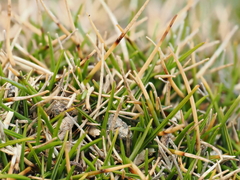 (c) Emily Roberts, some rights reserved (CC BY) Zoysia minima, photograph (c) Emily Roberts, some rights reserved (CC BY)