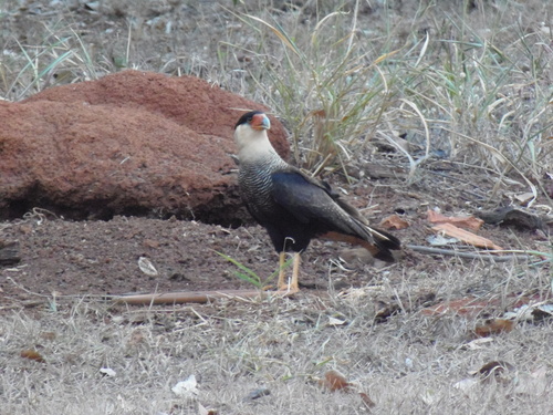 Crested Caracara