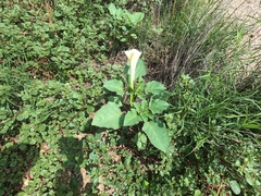 Datura discolor, photograph (c) Bruce Hartman, some rights reserved (CC BY)