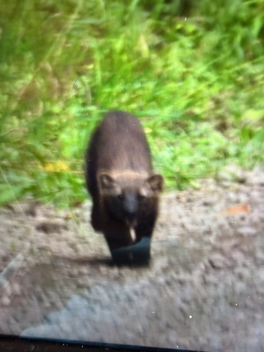 Fisher observed by ajsnowshoer164