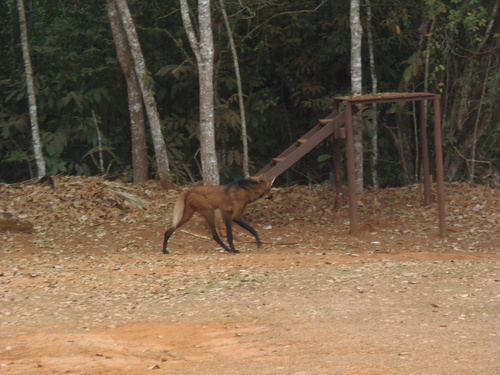 Maned Wolf