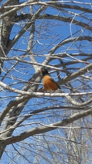 Turdus migratorius image