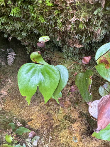 Cheiropleuria bicuspis