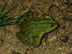 Pelophylax grafi