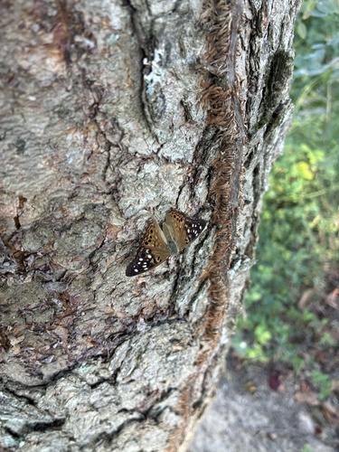 Hackberry Emperor