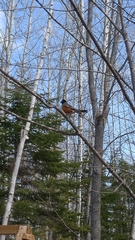 Turdus migratorius image