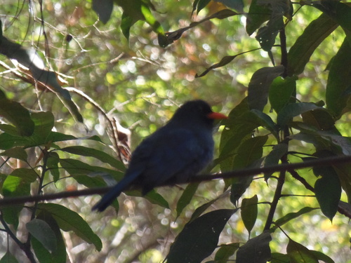 Black-fronted Nunbird